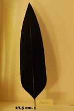 PENNA PER CAPPELLO ALPINO NERA