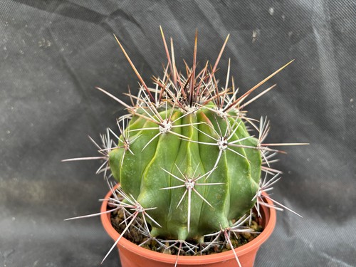 Ferocactus flavovirens - ferocactus,