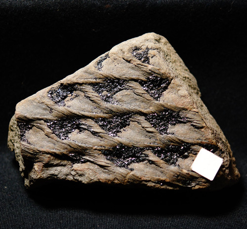 Rarissimo pianta fossile - pianta,