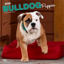 Bulldog Cuccioli | Calendario