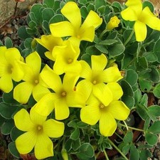 Oxalis bulbi di fiori cipolle