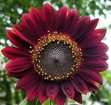 Girasole rosso velluto (Helianthus) 20 semi
