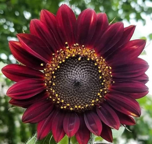 Girasole rosso velluto