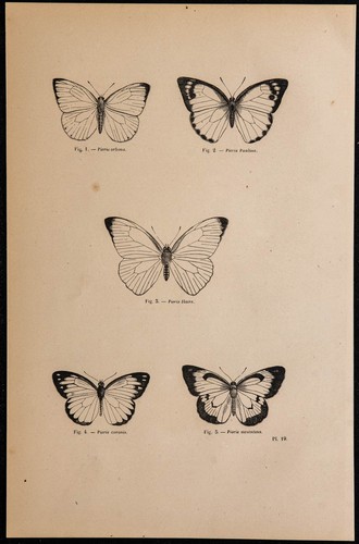 1869 papillons de genre - 1869,