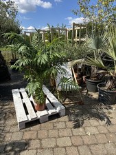 Chamaedorea elegans 110-140 cm