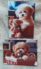 MALTIPOO *** BOLONKA ZWETNA PUPPY * PRINT * * 2 x stampa artistica