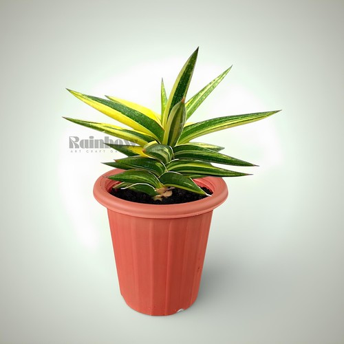 Sansevieria ballyi star - sansevieria,