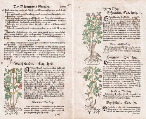 Libro erbe sambuco e - di,