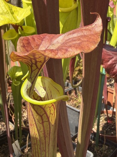Pianta carnivora sarracenia - pianta,