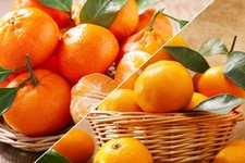 Pianta di mandarino o