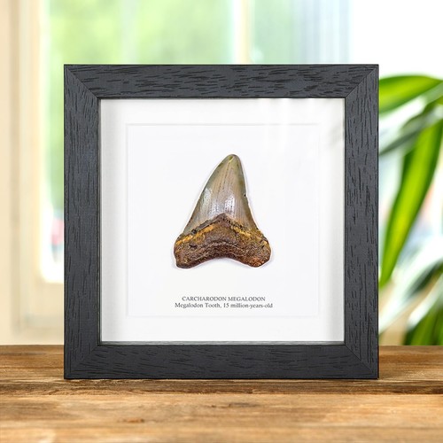 Inch megalodon shark - 3, tooth