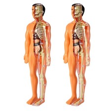 2X Modello 3D di Anatomia del