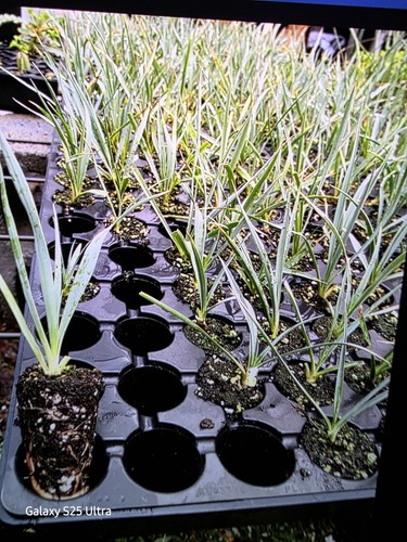 Yucca rostrata seedling - ,