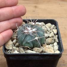 Echinocactus horizonthalonius