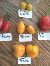 Mix Rocoto (Peperoncini
