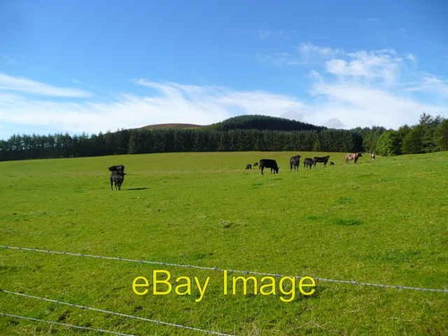 Photo 6x4 cattle - 6x4,