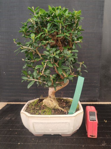 Bonsai olivastro h 33 - h,