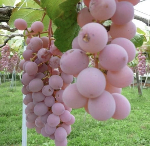Semi uva koshu 100 pz - di,