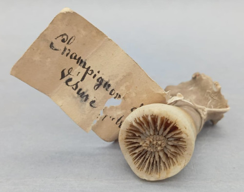 Fungo fossile champignon - -,