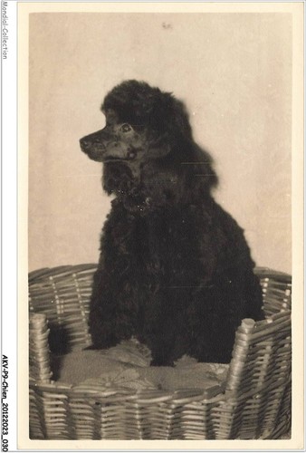 Akvp9 0660 cane barboncino - -,