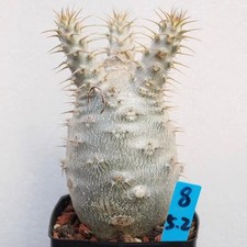 Dia 5,2 cm rara pianta di