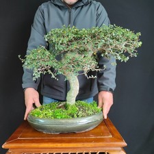 BONSAI ESEMPLARE DI OLMO