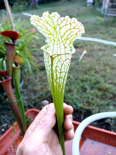 Sarracenia leucophylla - sarracenia,