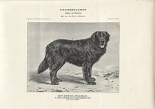Stampa antica cane - stampa,