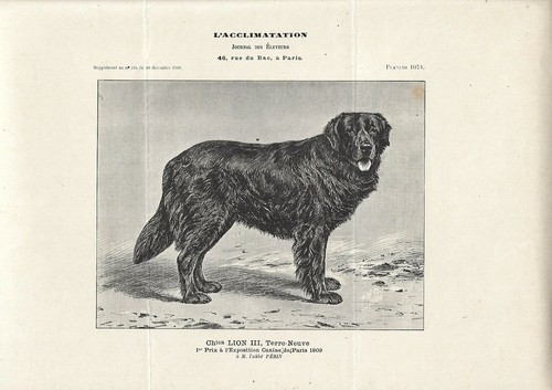 Stampa antica cane razza - stampa,