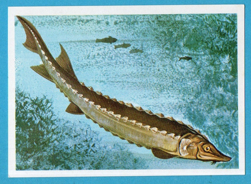 Animali tutto il - animali, di
