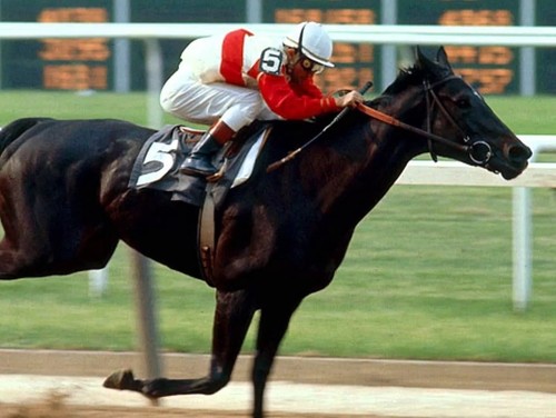 Ruffian mare horce race 4x6 - horce,