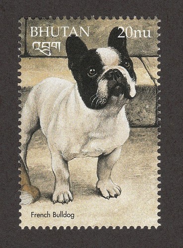 Bulldog francese - bulldog, **