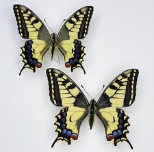 Papilio machaon FRANCIA A1+