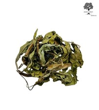 Foglie intere di piantaggine