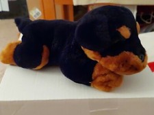 SPLENDIDO CANE CUCCIOLO