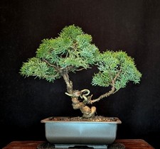 BONSAI DI GINEPRO CINESE