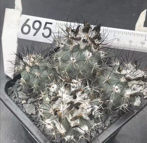 Turbinicarpus gielsdorfianus