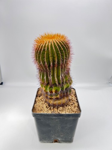 Uebelmannia flavispina huge - flavispina,