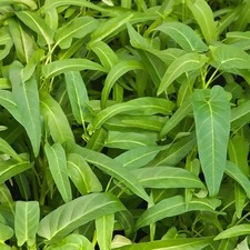 100 semi spinaci acqua - di, d'acqua
