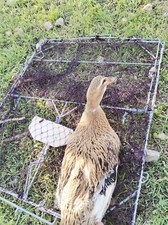 Trappola per uccelli extra