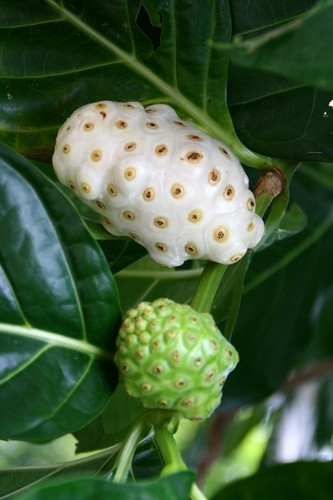 Noni morinda citrifolia - noni,