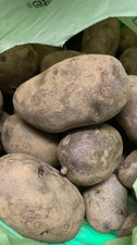 PATATE VIOLA BERGERAC SEMENTE