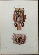1866 - Laringe - Anatomia &