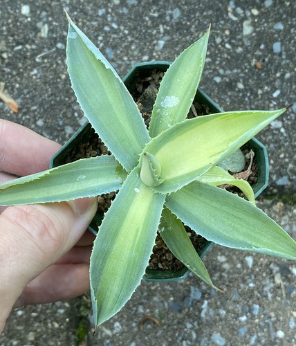 Agave kissho kan medio picta - agave,