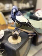 GAZZA LADRA tassidermia vintage 