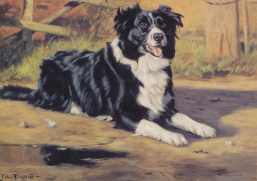 Border collie cane pecora - collie,