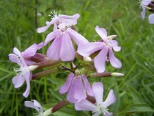 Saponaria comune - Saponaria officinalis - 50+ semi - cereali - semillas - E 019