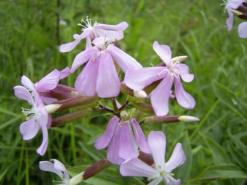 Saponaria comune - comune,