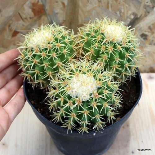 Echinocactus grusonii