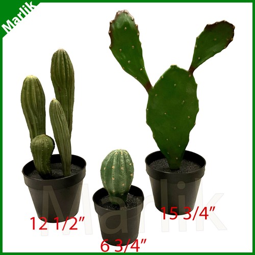Set piante di cactus - set, 3